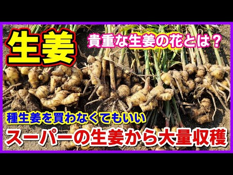 生姜の栽培: これがスーパーチューバーを自分で栽培する方法です 植物