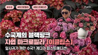 수국계의 블랙핑크를 찾았습니다... 까맣게 잘 빠진 자엽 잎사귀와 대비되는 새빨간 꽃! ???? 이름부터가 …