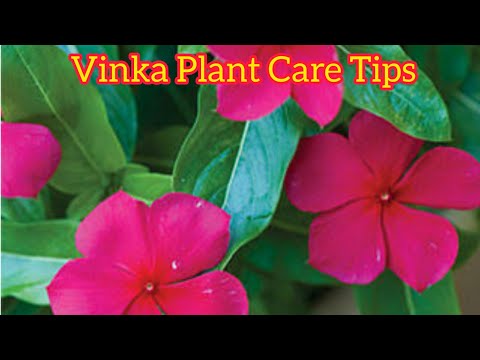 , title : 'How To Grow And Care Vinka Plant || Beautiful Vinka Flowers