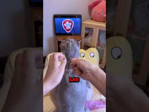 Esta Perra Tiene Mejor Cabello Que Tú!😅