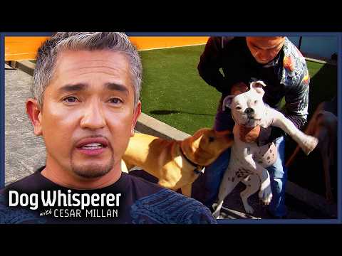 Aggressive Dogs Have Taken Over This Office | S3E7 Full Episode | Dog Whisperer With Cesar Millan