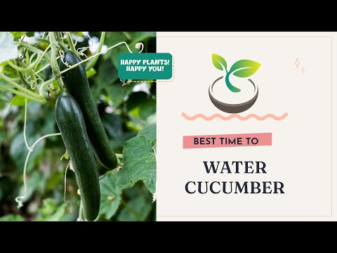 🍀🌸🌿Best Time to Water Cucumber: Essential Guide for Healthy Crops