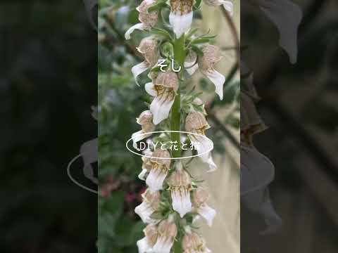  10月に植える多年草は何ですか？必須の植物 + 植え付け手順  庭園