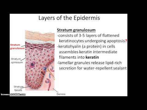 Anatomy 32 Lecture, Chapter 5 part 1