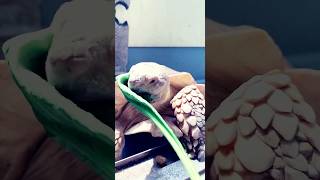 もぐもぐ界隈🐢#リクガメ #pets #animals