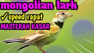 Download lagu masteran kasar Mongolian lark || speed rapat ~ top kicau mastering murai batu mp3