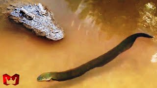 Download lagu ELECTRIC EEL VS CROCODILE.. Crocodile Dies After Eating Electric Eel..!! mp3 Download lagu ELECTRIC EEL VS CROCODILE.. Crocodile Dies After Eating Electric Eel..!! mp3