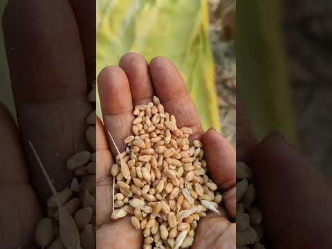organic Sharbati Wheat Grain