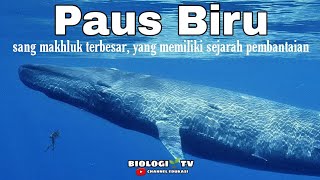Download lagu Pause watch documentary (documentary of blue whale) #whale #zonaaquatic mp3