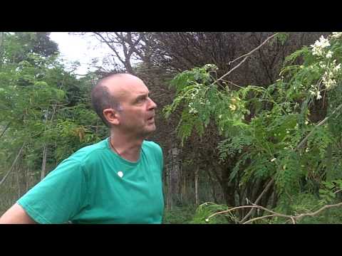 Moringa-Baum 1 bis 2 Jahre sowie Ananas-Stecklinge