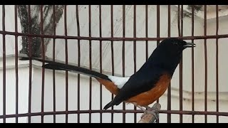 Download lagu Murai batu MUDA HUTAN Bakal langsung NYAUT GACOR dengan suara Murai Muda Hutan Gacor mp3