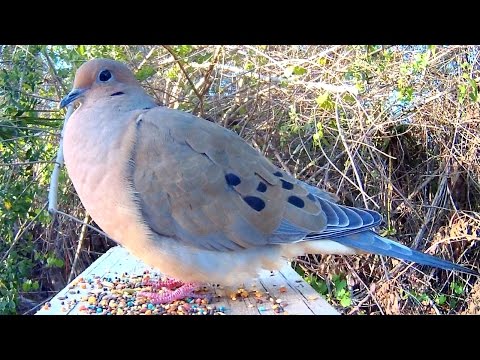 Mourning dove song coo close up