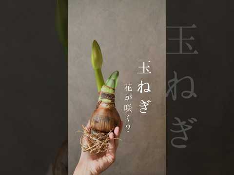 アマリリス ボゴタ、Hippeastrum cybister 'Bogota'