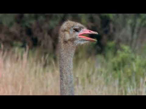 The Gods Must Be Crazy 2 - Stealing Ostrich's Egg.