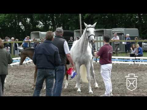 Holsteiner Fohlenchampionat 2016 Schleswig-Flensburg - Hengstring