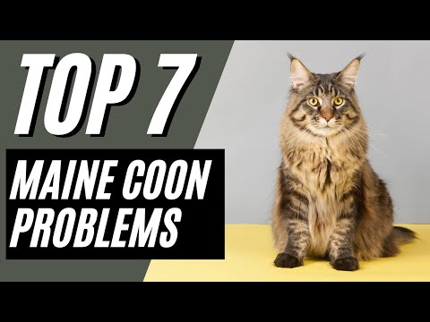 7 Common Maine Coon Cat Behavior Problems & Solutions