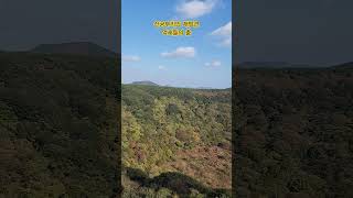 제주 산굼부리의 가을억새 재발견