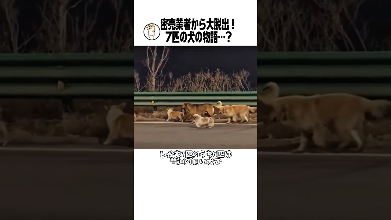 7匹の犬の話の裏側