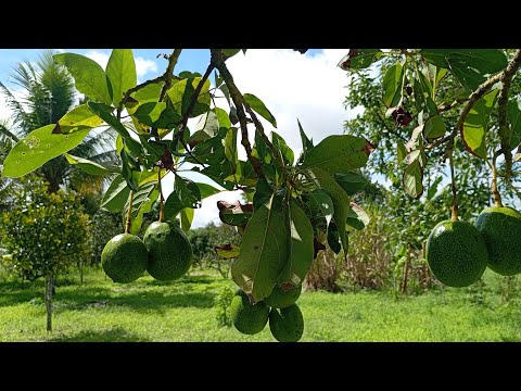 SÍTIO Á VENDA 2 HECTARES EM ALAGOA NOVA PB ZAP 83 99967-0660 / 99617-1757 IVANILSON CORRETOR 