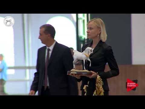 N.13 SHEIKA AL FALA - SEWC 2017 - Yearling Fillies Championship (Class 6)