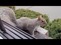 Squirrel sounds and their meanings