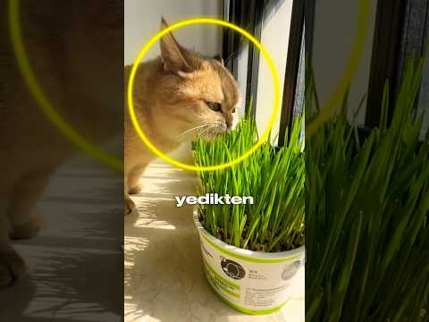 Kediler Çimen Yedikten Sonra Neden Kusar? 🐱🌿