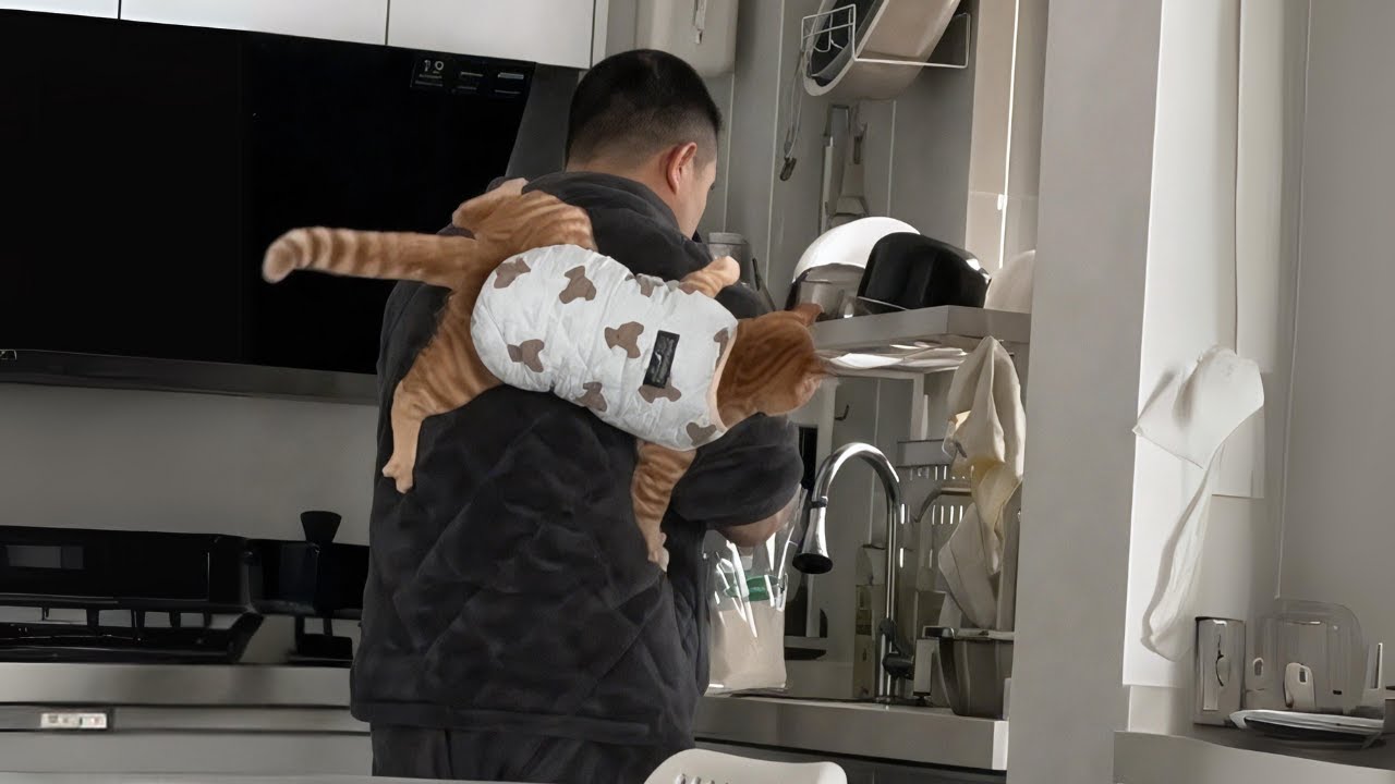 Dad with Cat He Did Not Want 😹