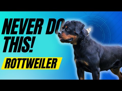 7 Things You Must NEVER Do To Your Rottweiler Dog