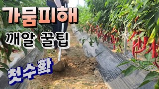 고추 가뭄피해 깨알 꿀팁 땅파고 추비주고 첫물   수확