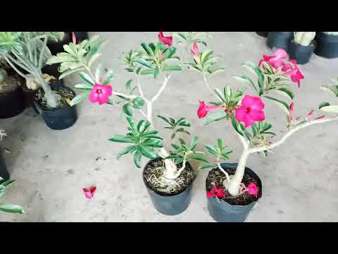 đã hết 🥰sứ thái zin xuân kỳ 15/5/2022  liên hệ 0792159127