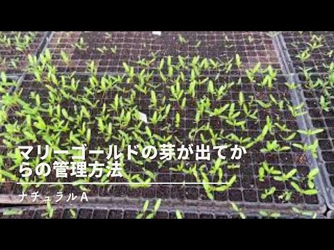 マリーゴールドの種まき:いつ、どのように正しく行うか 植物
