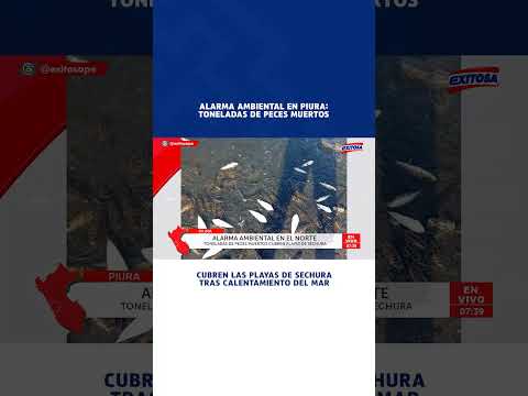 🔴🔵 Alarma ambiental en Piura: Toneladas de peces muertos cubren las playas de Sechura