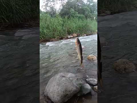 Damas o sabaletas en la Maná Cotopaxi