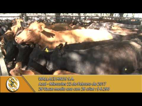 22-02-17 Venta de Vientres - Wallace Hnos S.A. - Azul.