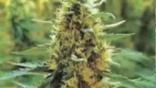 Biggaton - Medical Cannabis