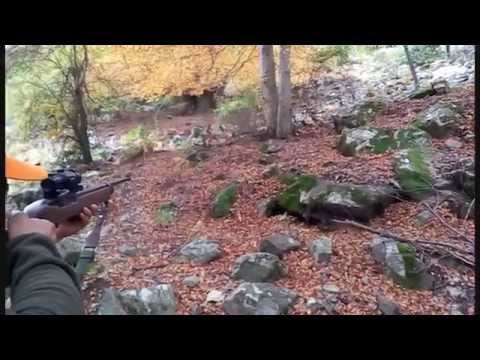 Chasse au sanglier en Corse (Castagniccia)