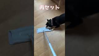 雨の日は掃除！と思ったが...　柴犬ルウ #柴犬  #犬 #shiba