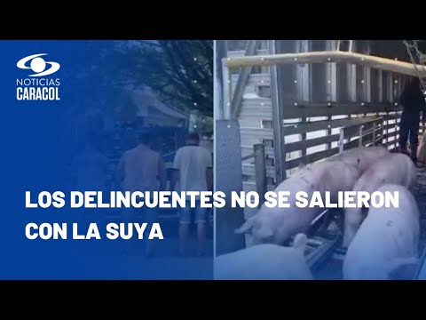 ¡Sucios! Estos ladrones se robaron 61 marranitos en Valle