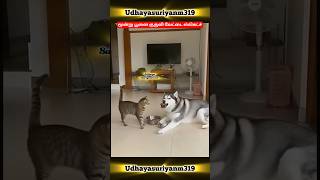 Download lagu ஓநாய் மண்டையா 🤣 #FunnyTamil #CatComedy #TamilShorts #AnimalVoiceOver #TamilFunnyVideo #YouTubeShorts mp3