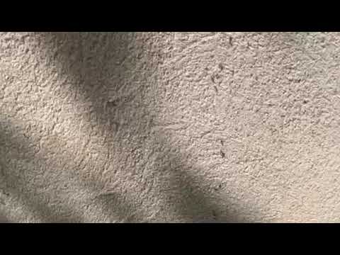 Mulch: The Perfect Safe Haven for Ants in Neptune, NJ