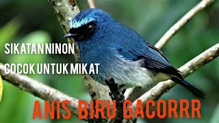 Download lagu Sikatan ninon gacor  cocok untuk mikat || Slendang biru gacor mp3