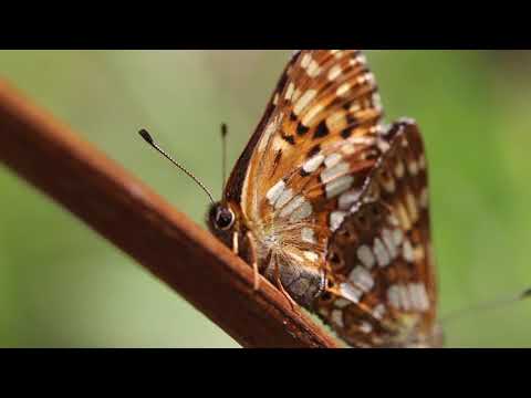 Schlüsselblumenwürfelfalter , Hamearis Lucina im Mai