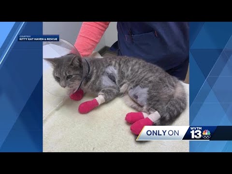 Cat recovering from botched declaw, chemical burns