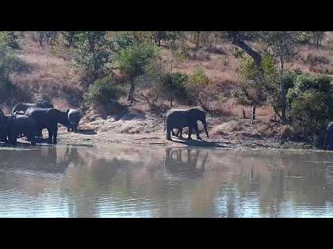 Djuma: Elephant herd gets quick drink from the dam - 09:56 - 06/15/21