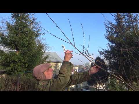 Jak przyciąć Brzoskwinię? #zielonepogotowie