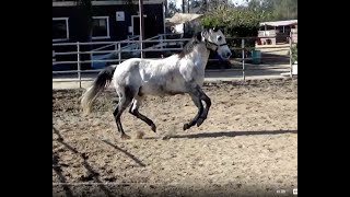FARM ANIMALS on the FARM (Part 91)  HORSE SHOWS OFF! GOATS SHOW OFF!   EDUCATIONAL KID VIDEO