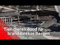 Tien dieren dood na brand Beekse Bergen