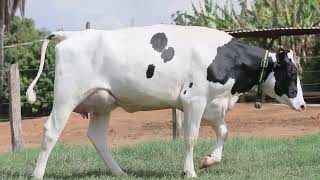 Lote 43   3125