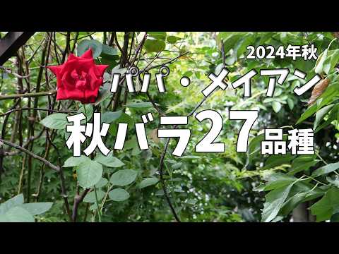 オフィスの草の飾りの前にある小さなモダンなミニマリストの庭