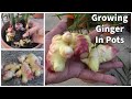 Growing ginger in containers - guide, harvest and tips ...